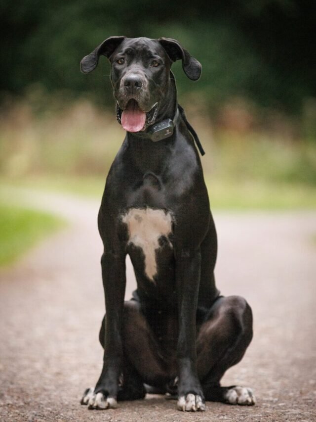 7 Giant Dog Breeds That Are Perfect Family Pets