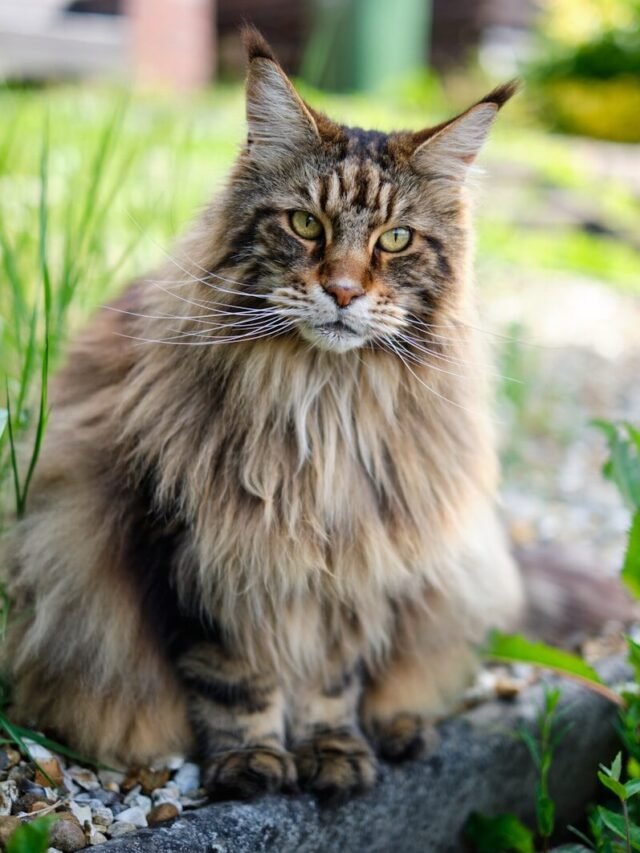 How to Find Free Maine Coon Kittens Near You