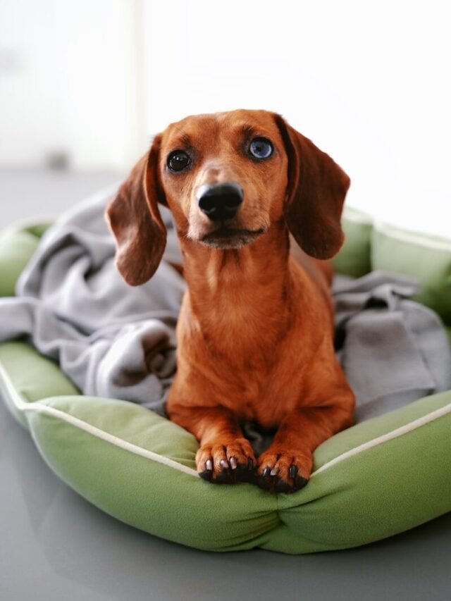7 Signs Your Dog Sees You as Their Favorite Human