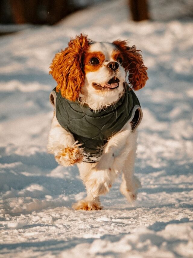 10 Best Family-Friendly Dog Breeds for Beginners